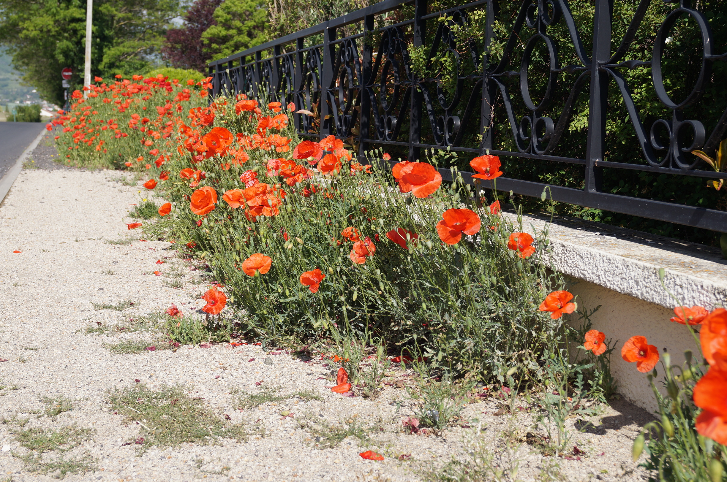 Fleurs