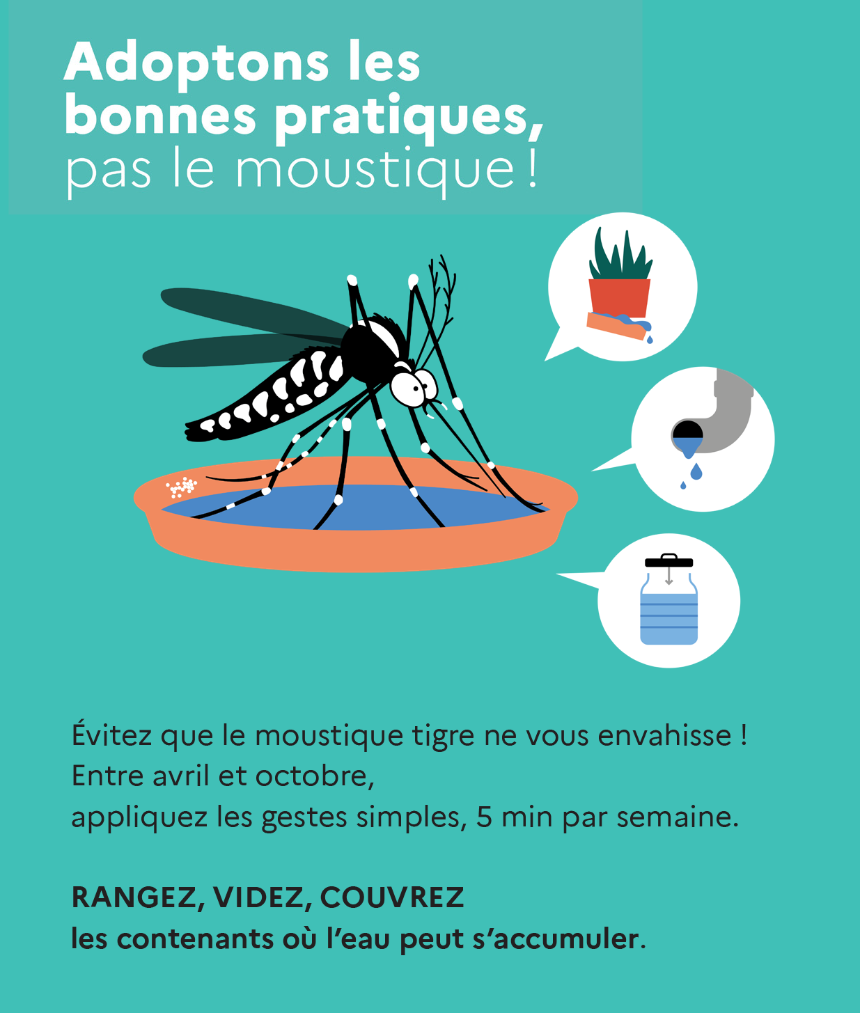 MOUSTIQUE TIGRE